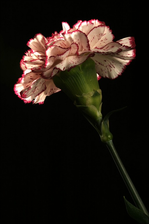 Carnation